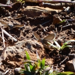 Zizina otis (Common Grass-Blue) at Deakin, ACT - 6 May 2020 by TomT