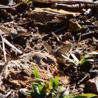 Zizina otis (Common Grass-Blue) at Red Hill Nature Reserve - 6 May 2020 by TomT