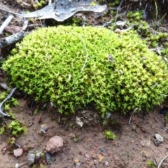 Barbula sp. at Majura, ACT - 3 May 2020