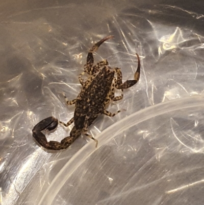 Lychas marmoreus (Little Marbled Scorpion) at QPRC LGA - 6 May 2020 by Speedsta