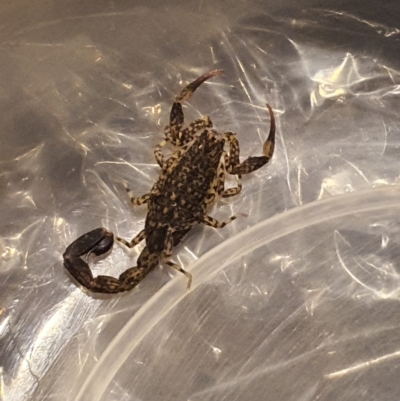 Lychas marmoreus (Little Marbled Scorpion) at Queanbeyan West, NSW - 6 May 2020 by Speedsta