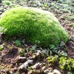 Bryaceae (family) at Majura, ACT - 3 May 2020