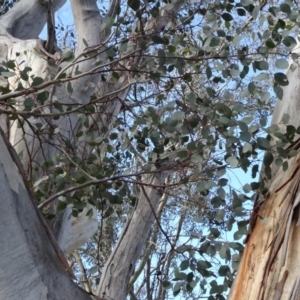 Eucalyptus blakelyi at Campbell Park Woodland - 3 May 2020