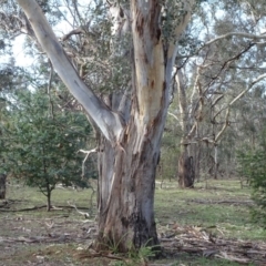 Eucalyptus blakelyi at Campbell Park Woodland - 3 May 2020