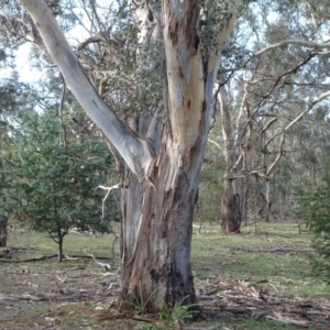 Eucalyptus blakelyi at Campbell Park Woodland - 3 May 2020