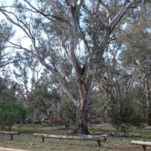 Eucalyptus blakelyi at Campbell Park Woodland - 3 May 2020