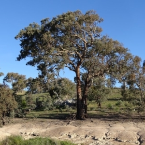 Eucalyptus polyanthemos at Wanniassa Hill - 6 May 2020