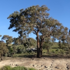 Eucalyptus polyanthemos (Red Box) at Fadden, ACT - 6 May 2020 by Mike
