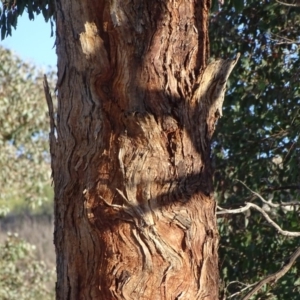 Eucalyptus polyanthemos at Wanniassa Hill - 6 May 2020 03:44 PM