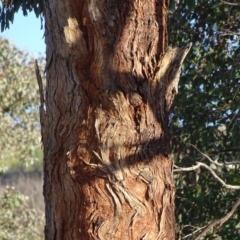 Eucalyptus polyanthemos at Fadden, ACT - 6 May 2020