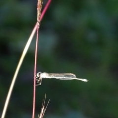 Austrolestes aridus (Inland Ringtail) at Wanniassa Hill - 6 May 2020 by Mike