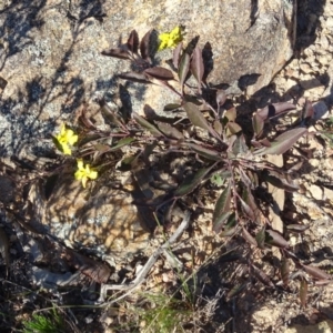 Goodenia hederacea at Tuggeranong DC, ACT - 6 May 2020 03:11 PM