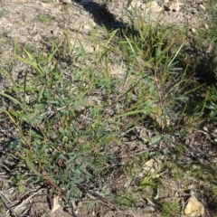 Acacia implexa (Hickory Wattle, Lightwood) at Wanniassa Hill - 6 May 2020 by Mike