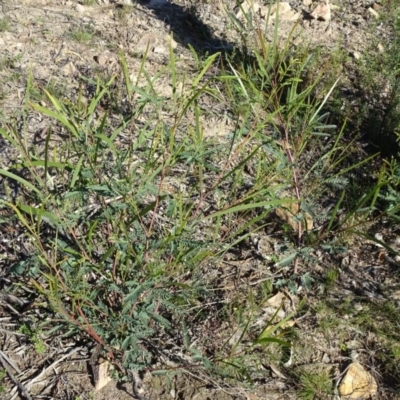 Acacia implexa (Hickory Wattle, Lightwood) at Tuggeranong DC, ACT - 6 May 2020 by Mike