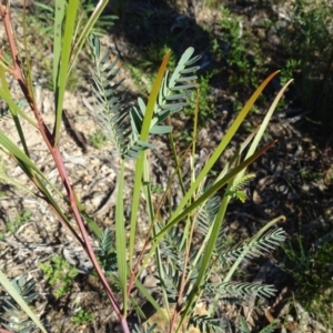 Acacia implexa at Tuggeranong DC, ACT - 6 May 2020