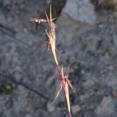 Cymbopogon refractus (Barbed-wire Grass) at Wanniassa Hill - 6 May 2020 by Mike