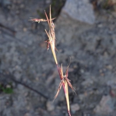 Cymbopogon refractus (Barbed-wire Grass) at Tuggeranong DC, ACT - 6 May 2020 by Mike