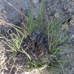 Cymbopogon refractus at Tuggeranong DC, ACT - 6 May 2020