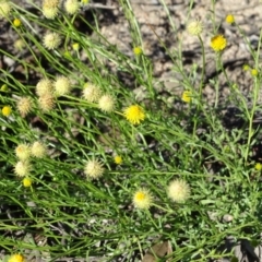 Calotis lappulacea (Yellow Burr Daisy) at Wanniassa Hill - 6 May 2020 by Mike