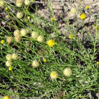 Calotis lappulacea (Yellow Burr Daisy) at Tuggeranong DC, ACT - 6 May 2020 by Mike