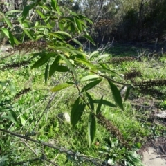 Buddleja davidii (Buddleja, Buddleia, Butterfly Bush) at Wanniassa Hill - 6 May 2020 by Mike