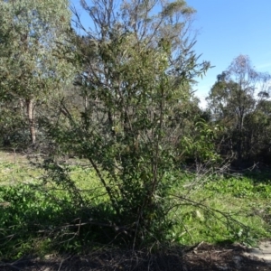 Buddleja davidii at Tuggeranong DC, ACT - 6 May 2020