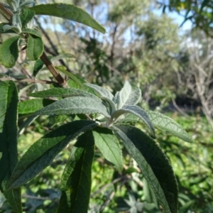 Buddleja davidii at Tuggeranong DC, ACT - 6 May 2020 02:47 PM