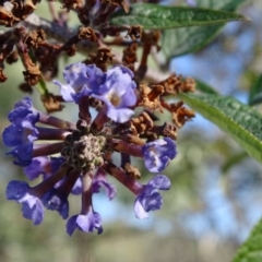 Buddleja davidii at Tuggeranong DC, ACT - 6 May 2020 02:47 PM