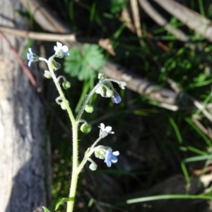 Cynoglossum australe at Isaacs Ridge - 5 May 2020 02:52 PM