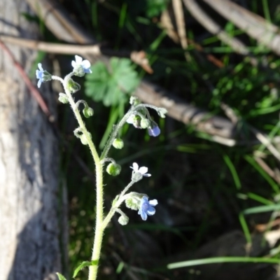 Cynoglossum australe (Australian Forget-me-not) at Isaacs, ACT - 5 May 2020 by Mike