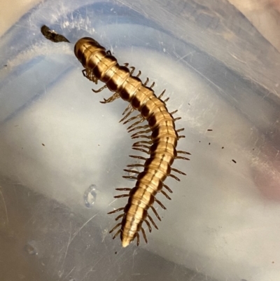 Diplopoda (class) (Unidentified millipede) at Bruce Ridge - 6 May 2020 by AndrewCB