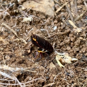 Platyzosteria similis at Dunlop, ACT - 2 May 2020