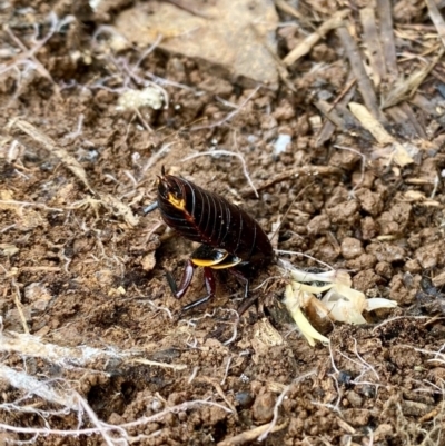 Platyzosteria similis (Red-legged litter runner) at Woodstock Nature Reserve - 2 May 2020 by AndrewCB