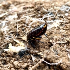 Platyzosteria similis at Dunlop, ACT - 2 May 2020