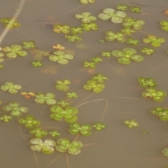 Marsilea mutica (Nardoo) at National Arboretum Woodland - 6 May 2020 by AndyRussell