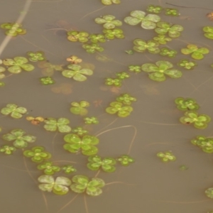 Marsilea mutica at Molonglo Valley, ACT - suppressed