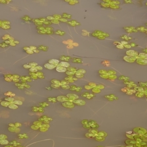 Marsilea mutica at Molonglo Valley, ACT - suppressed