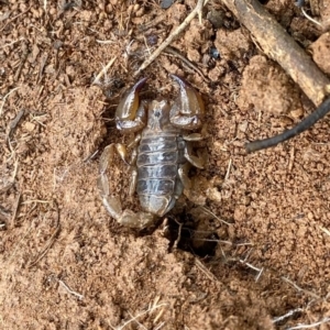 Urodacus manicatus at Dunlop, ACT - 2 May 2020