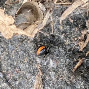 Latrodectus hasselti at Dunlop, ACT - 2 May 2020