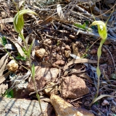 Diplodium ampliatum (Large Autumn Greenhood) at Mount Majura - 12 Apr 2020 by AndrewCB
