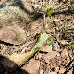 Diplodium ampliatum at Hackett, ACT - 12 Apr 2020