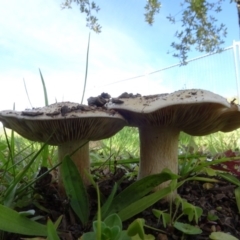 Unidentified Fungus at Molonglo Valley, ACT - 6 May 2020 by AndyRussell