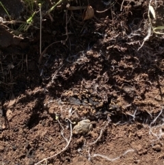 Uperoleia laevigata (Smooth Toadlet) at Mount Majura - 6 May 2020 by AndrewCB