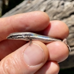 Morethia boulengeri (Boulenger's Skink) at Hackett, ACT - 12 Apr 2020 by AndrewCB