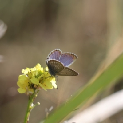 Zizina otis (Common Grass-Blue) at Stranger Pond - 6 May 2020 by Tammy