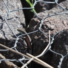 Carlia tetradactyla (Southern Rainbow Skink) at Stranger Pond - 6 May 2020 by Tammy