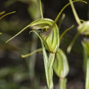 Diplodium laxum at Hawker, ACT - 6 May 2020