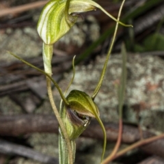 Diplodium laxum at Hawker, ACT - 6 May 2020