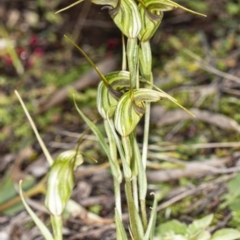 Diplodium laxum at Hawker, ACT - 6 May 2020