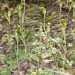 Diplodium laxum at Hawker, ACT - 6 May 2020